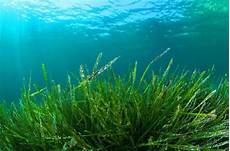 Chlorella