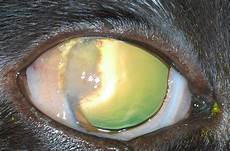 Cidofovir