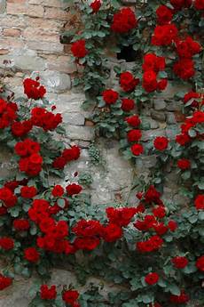 Climbing Walls