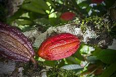 Cocoa Beans