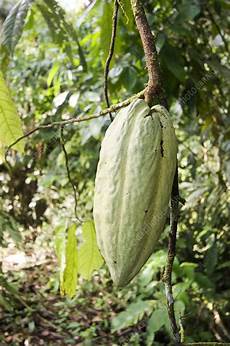 Cocoa Beans
