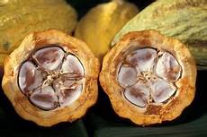 Cocoa Beans