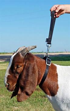 Collars