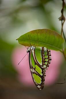Contact Lenses