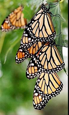 Converter Fly