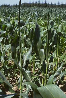 Corn