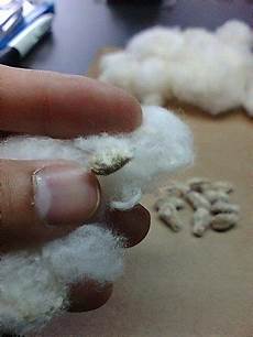 Cotton Seed Meal