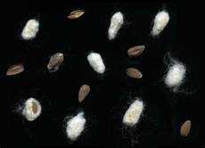 Cotton Seeds