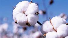 Cotton Seeds