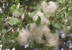 Cotton Seeds