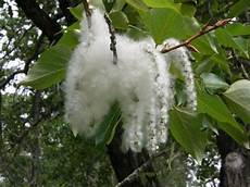 Cotton Seeds