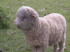 Cotton Wools