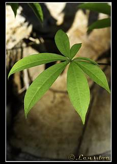 Cotton