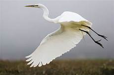 Cranes