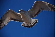 Curved Wings Anemostads