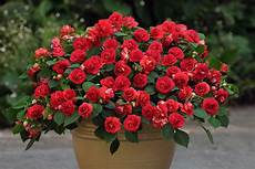 Deep Pots