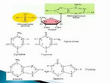 Dexrazoxane