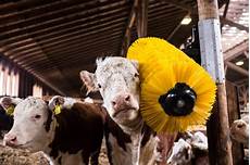 Feed Chemicals