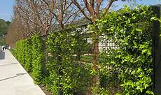 Fencing, Trellis & Gates