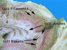 Filament