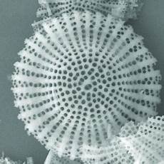 Filtration Agent