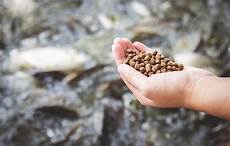 Fish Feed