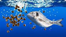 Fish Feed