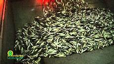 Fish Oil