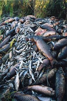 Fish Oil
