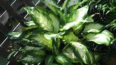 Foliage Plants