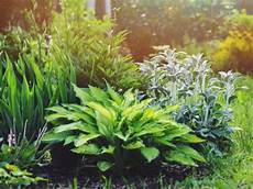 Foliage Plants