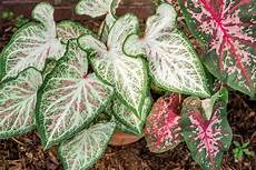 Foliage Plants