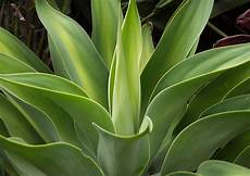 Foliage Plants