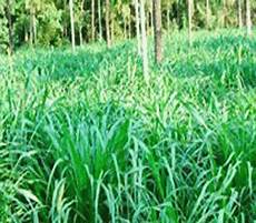 Forage Seeds