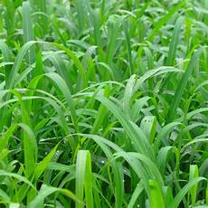 Forage Seeds