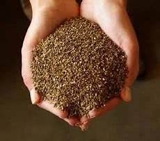 Forage Seeds