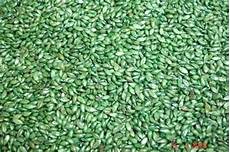 Forage Seeds