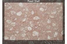 Fossil Travertine Slab