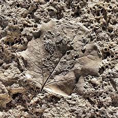 Fossil Travertine Slabs