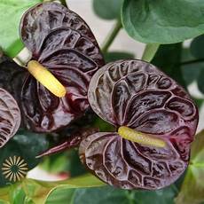 Fresh Cut Anthuriums