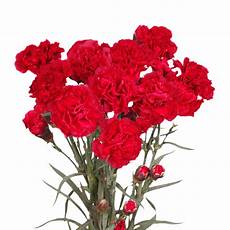 Fresh Cut Carnations