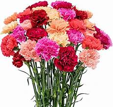 Fresh Cut Carnations