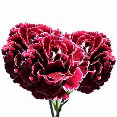 Fresh Cut Carnations