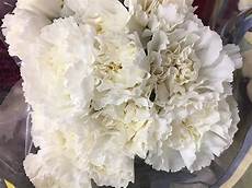 Fresh Cut Carnations