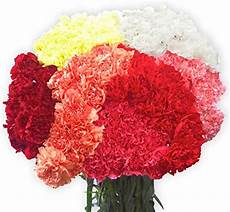 Fresh Cut Carnations