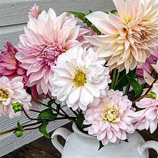 Fresh Cut Flowers