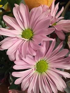 Fresh Cut Flowers