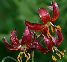 Fresh Cut Lilies