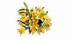 Fresh Cut Lilies
