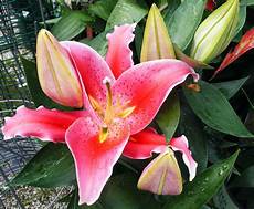 Fresh Cut Lilies